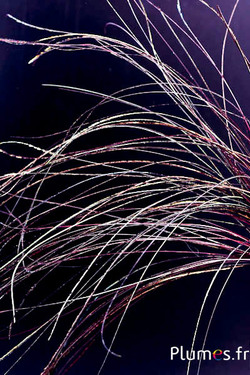 Hanger van pauwendraad - 15-28 cm - karmijn-natuurlijk groen